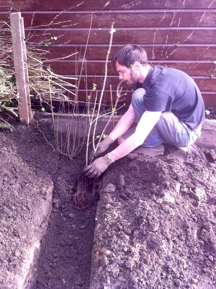 Robbert plant een heg