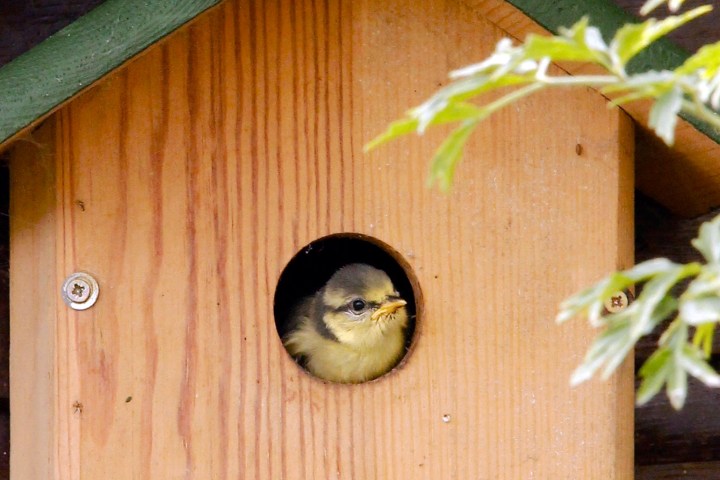 Baby pimpelmees nestkast vogelbescherming juveniel cyanistes caeruleus