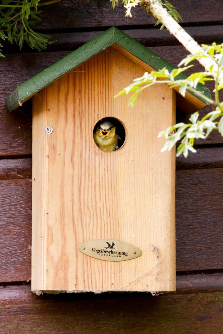 Baby pimpelmees nestkast vogelbescherming juveniel cyanistes caeruleus