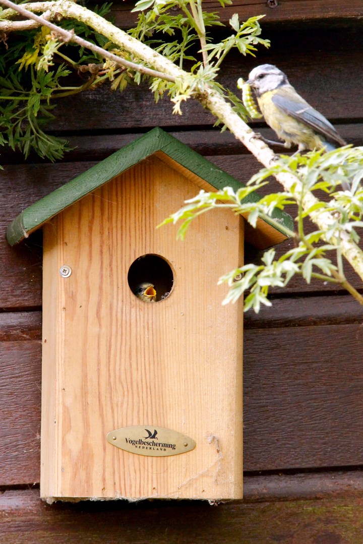Baby pimpelmees nestkast vogelbescherming juveniel cyanistes caeruleus